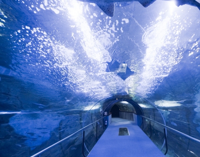 Tunel bajo el acuario.jpg